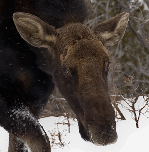 moosehead